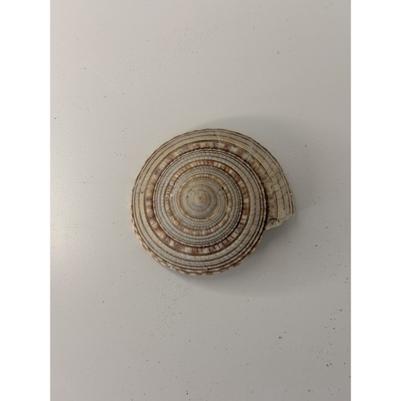 All Sea Shell Art | Natural Sundial Sea Shell Architectonica Perspectiva Spiral Shell ...
